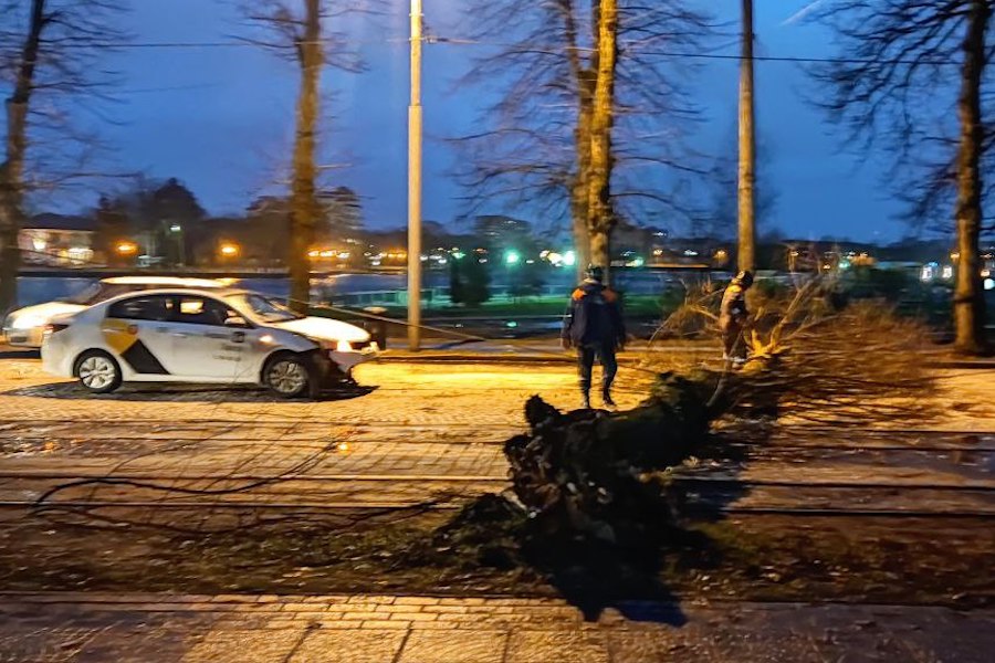 Столбы, деревья, указатели: последствия шторма в Калининграде (фото)