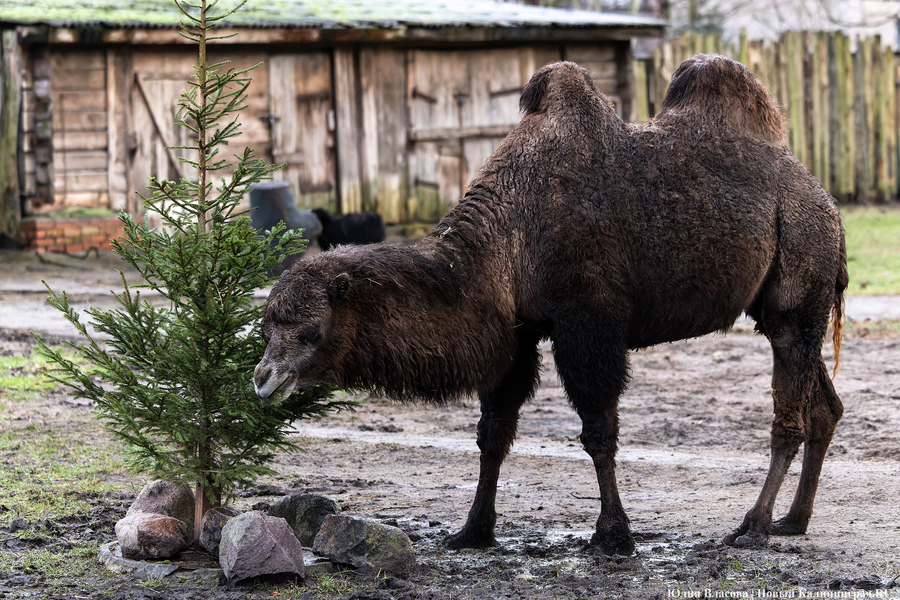9 января: верблюд и елка в Калининградском зоопарке