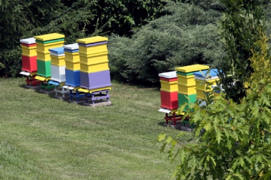 В парламенте Польши поселились пчелы (фото)
