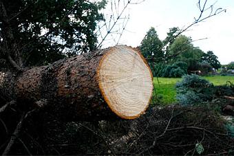 Росприродназор: за вырубку деревьев никто не несет ответственности