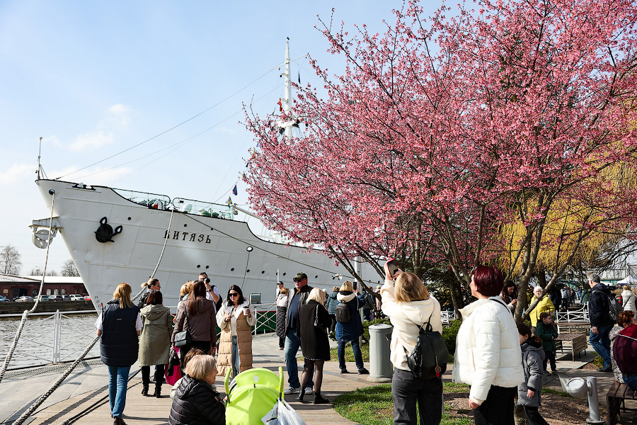 Селедка под сакурой: как прошел самый известный в России калининградский праздник (фото)