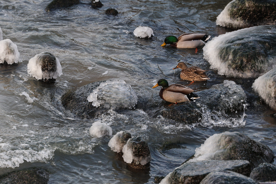 Мороз и море: как стихия украсила променад в Зеленоградске (фото)