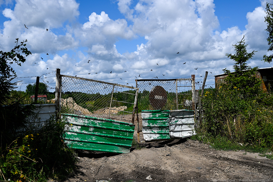 «До тошноты»: как скотомогильник отравляет жизнь четырем поселкам в регионе