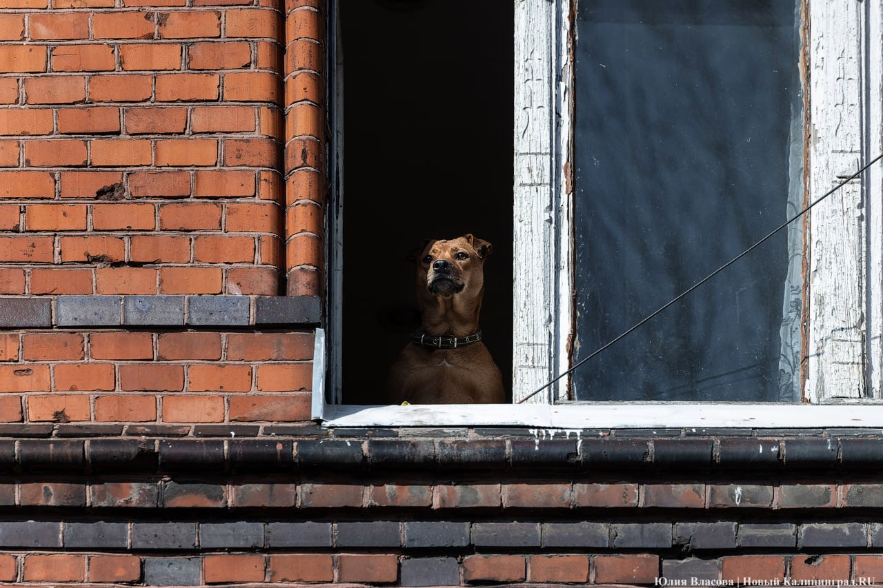 След Розенау: как выглядит заброшенный мясокомбинат на Аллее Смелых (фото)