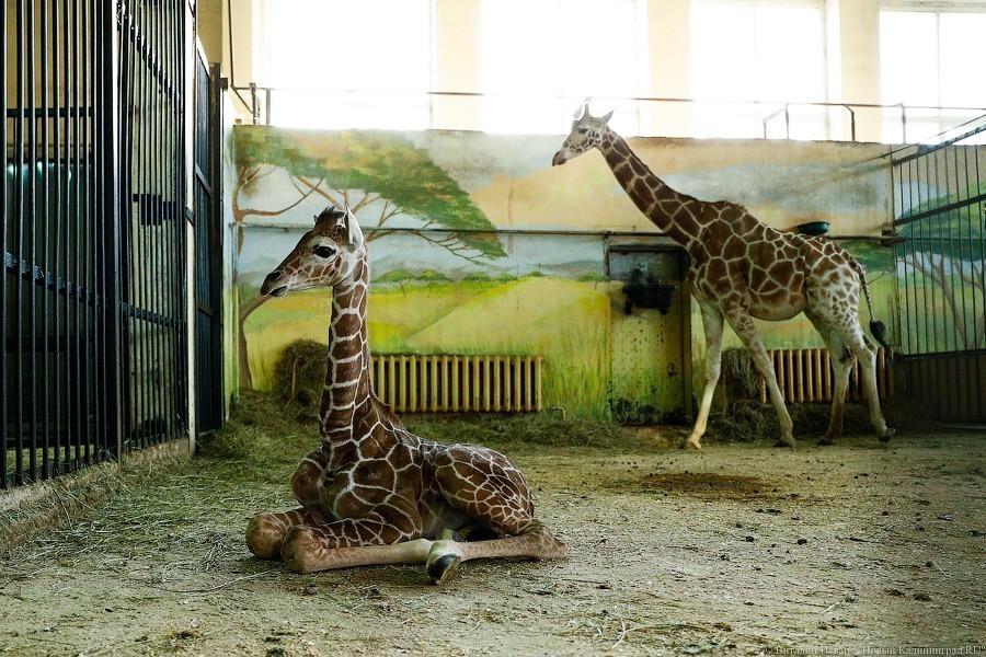 Любит веточки и маму: фоторепортаж из павильона, где живет новорожденный жираф (фото)