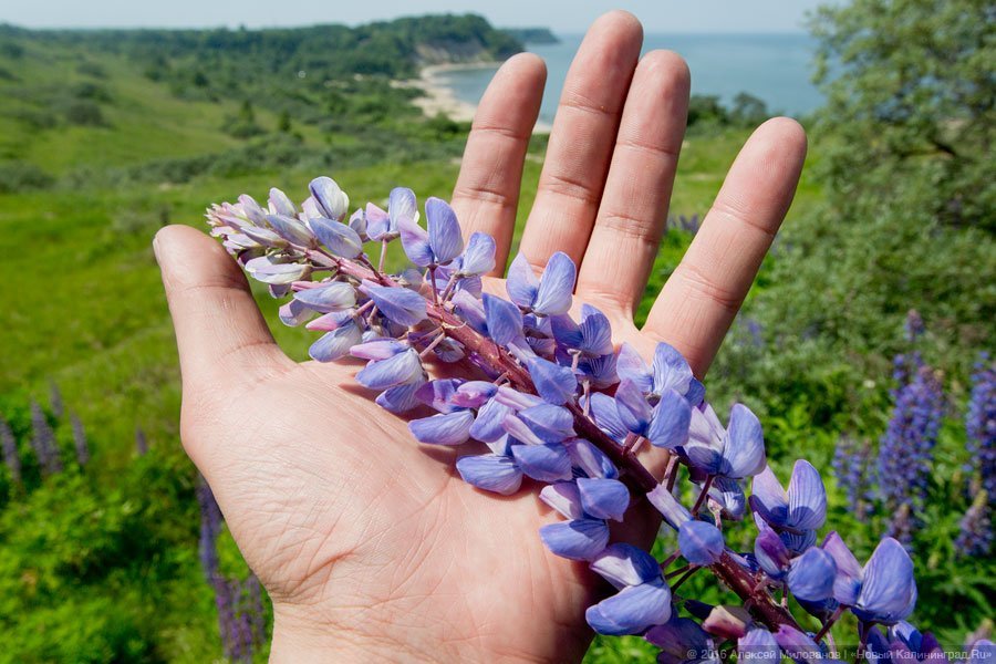 Лето цвета ультрафиолета: как люпины красят калининградские поля (фото)