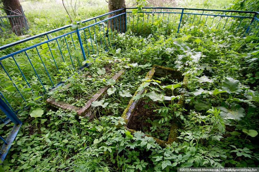 Забытые могилы: кирха и кладбище в поселке Тишино зарастают деревьями