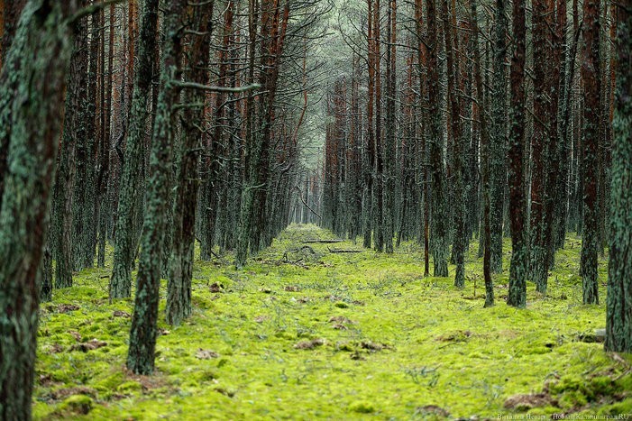 Рослесхоз оценил ущерб от незаконной рубки в Полесске и Гвардейске в 198 млн руб.