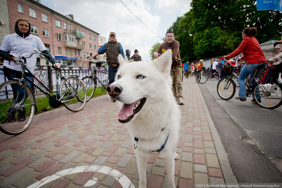 Власти: покажем по ТВ калининградцев, «сматывающих» пакеты для собачьих экскрементов