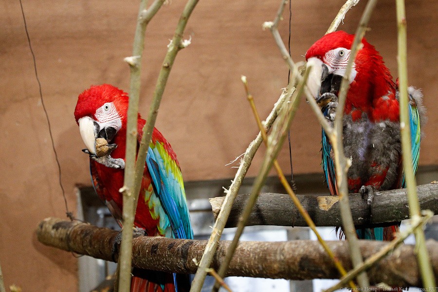 Сюрпризы для зверей: в зоопарке поздравили животных с Новым годом (фото)
