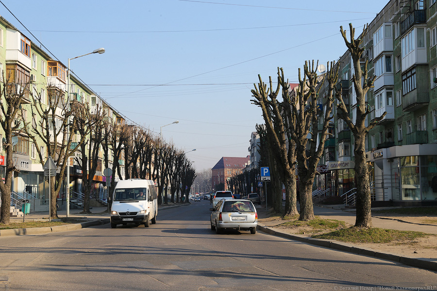 «А потом они умирают»: к чему приводит обрезка деревьев в Калининграде