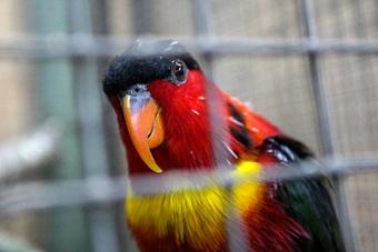 Зоопарк намерен потратить четверть миллиарда на дом для птиц и скалу для ластоногих