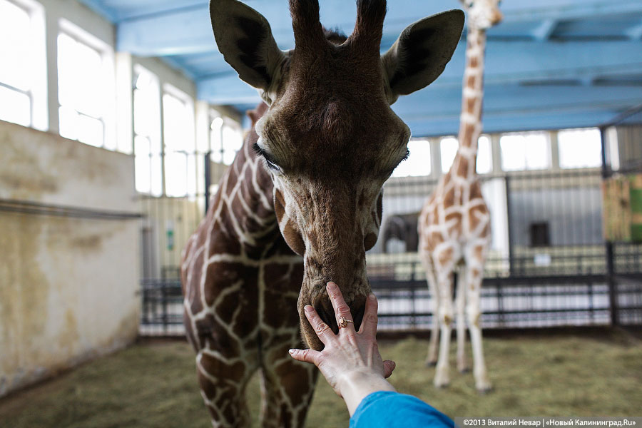 Фото — Виталий Невар, «Новый Калининград»