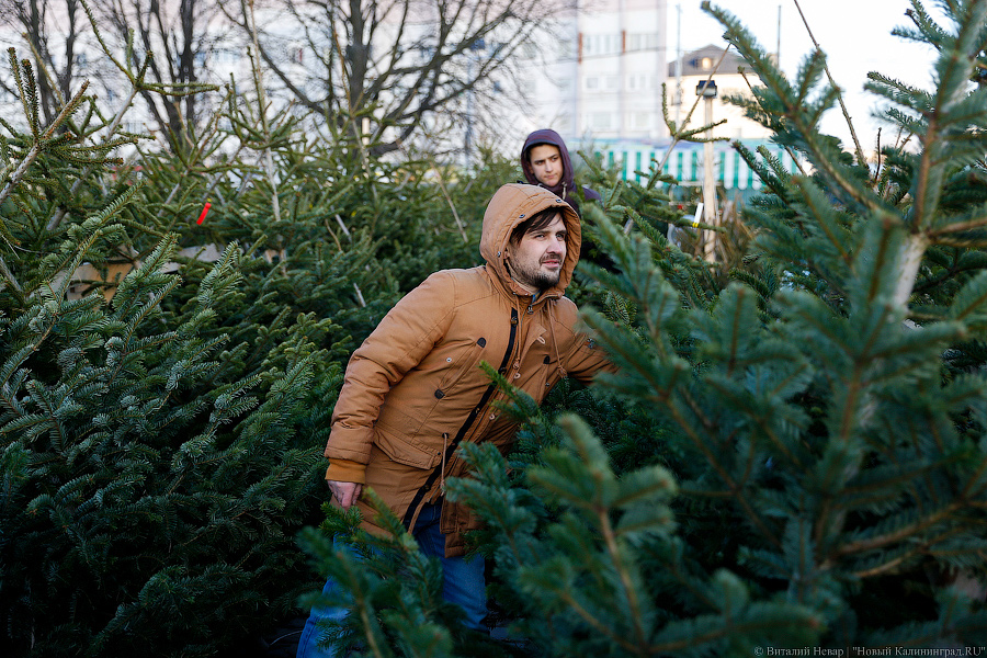 Губернаторский распил: как Алиханов ёлку выбирал