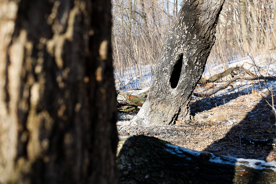 В Черняховске упавшее дерево снова раздавило часовню, построенную над купелью (фото)
