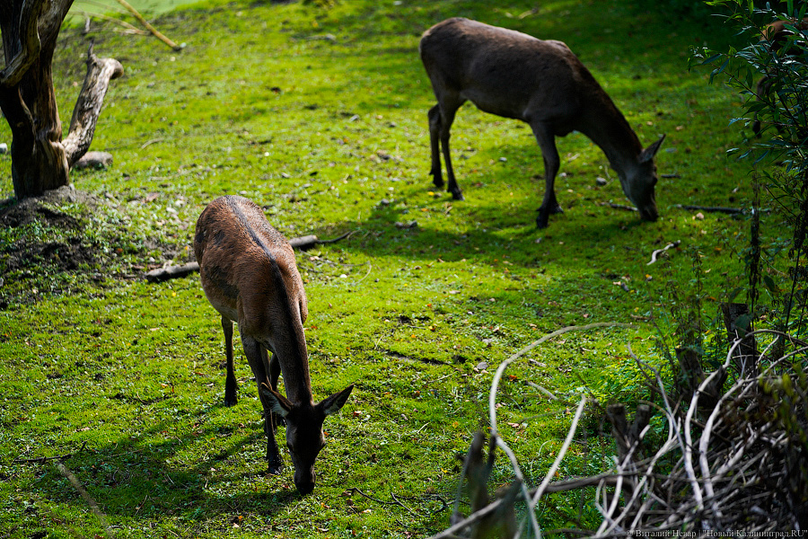 Вот компания какая: Калининградский зоопарк открыл все павильоны для посетителей
