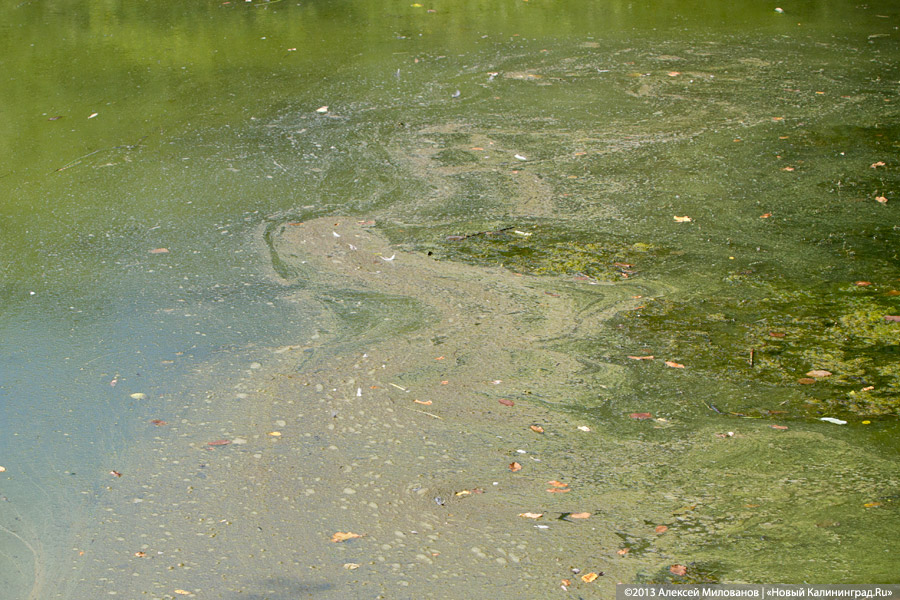 В ожидании чуда: судьба Макс-Ашманн-парка