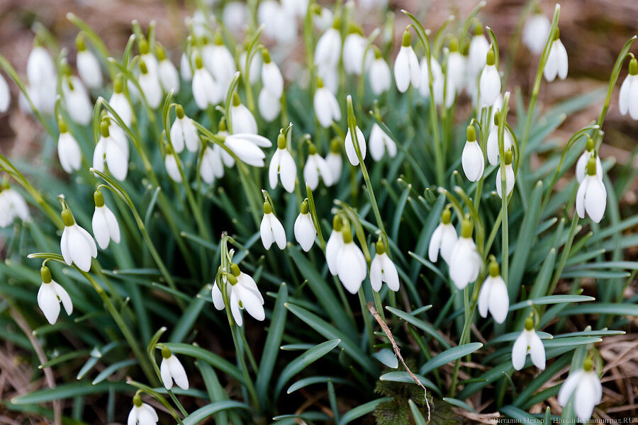 Переменная облачность, без осадков: погода в Калининградской области 5 марта
