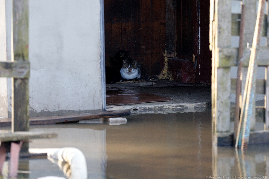 Синоптики: в Калининградскую область вернулись затяжные дожди