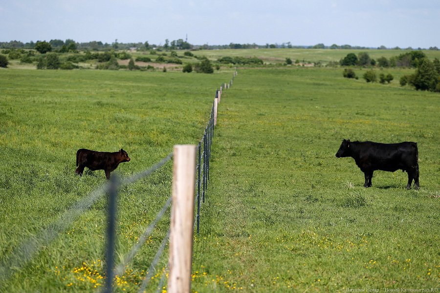 Бойня за землю: что мешает развиваться «Мираторгу» в Калининградской области