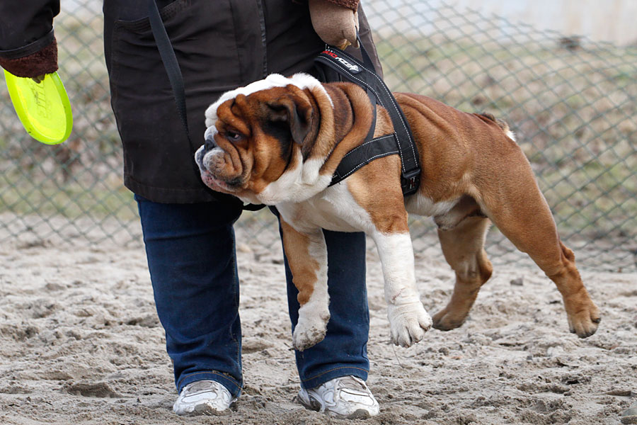 «Главные по тарелочкам»: фоторепортаж с соревнований по дог-фрисби