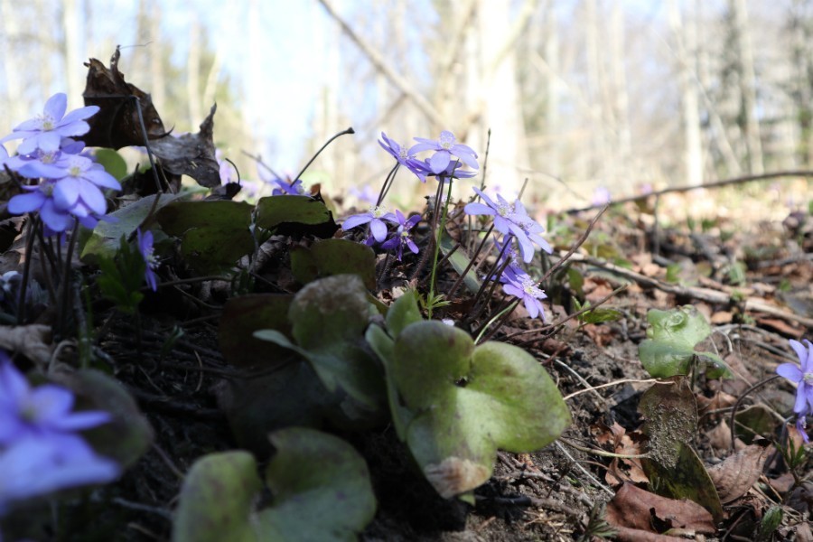 С лосями и без карьера: как намерены развивать природный парк «Виштынецкий»