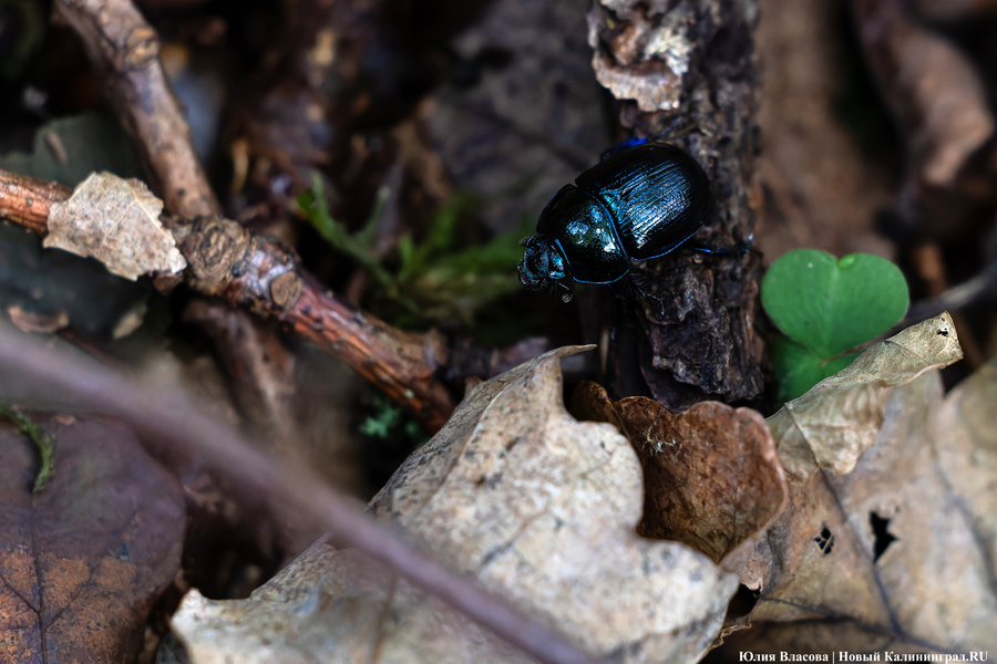 Они пошли: фоторепортаж с открытия «тихой охоты» в Калининградской области (фото)