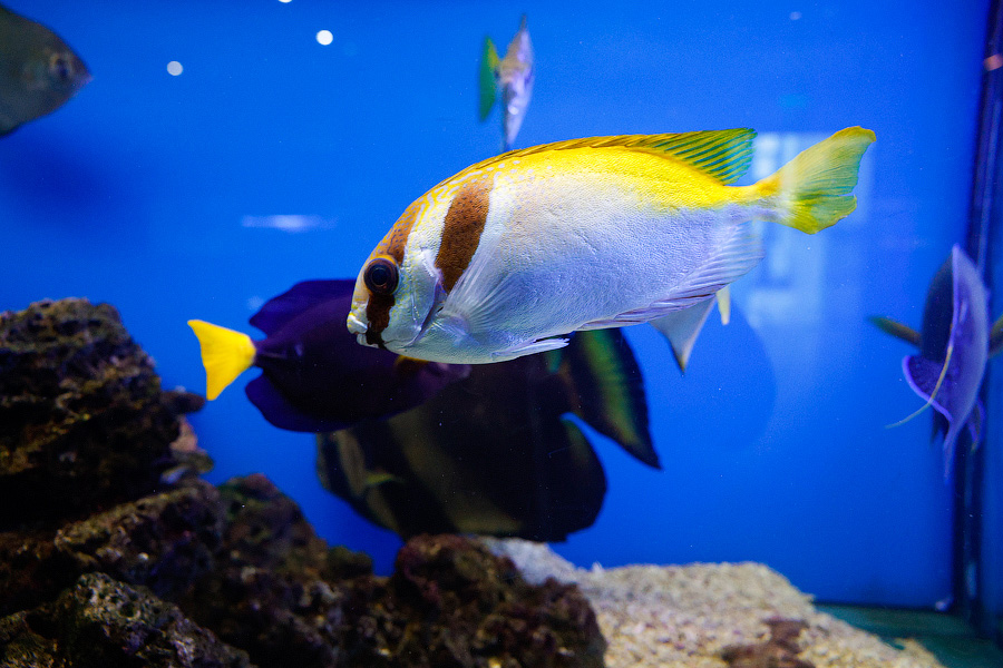 Baby Shark: в Музее Мирового океана родились «акулята-котята» (фото)