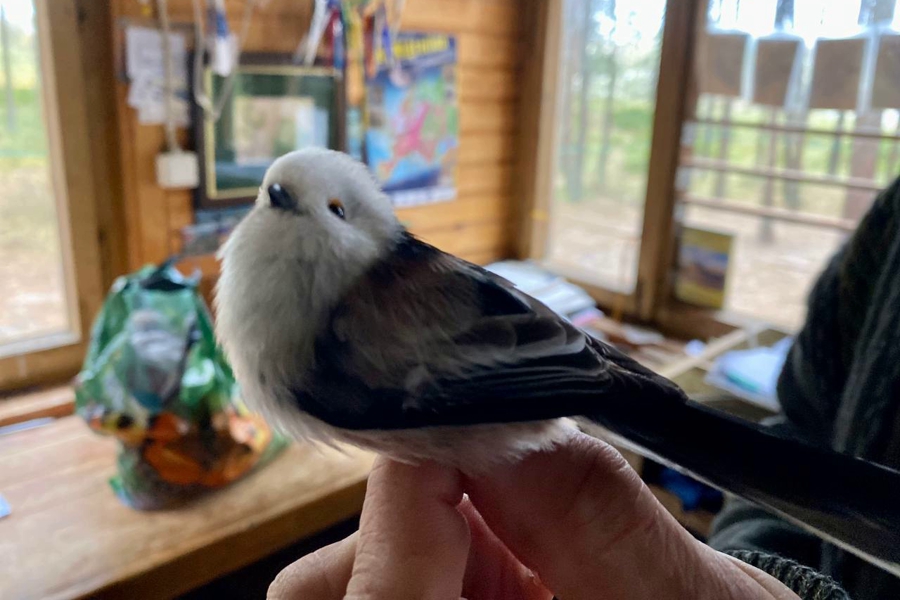 На «Фрингилле» поймали в два раза больше птиц, чем в 2022 году (фото)