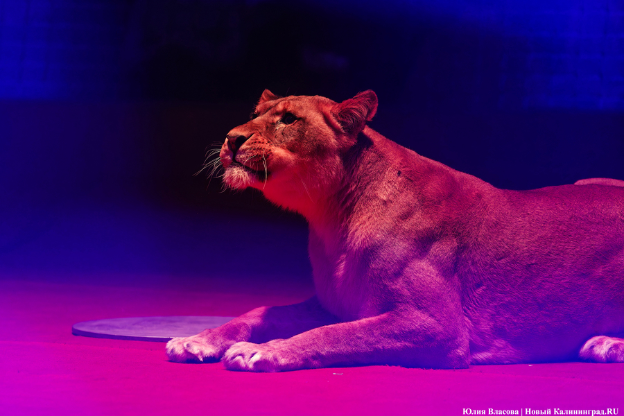 Цирк, дрессировщик и львы: в Калининграде проходят съемки фильма «Встань и иди» (фото)