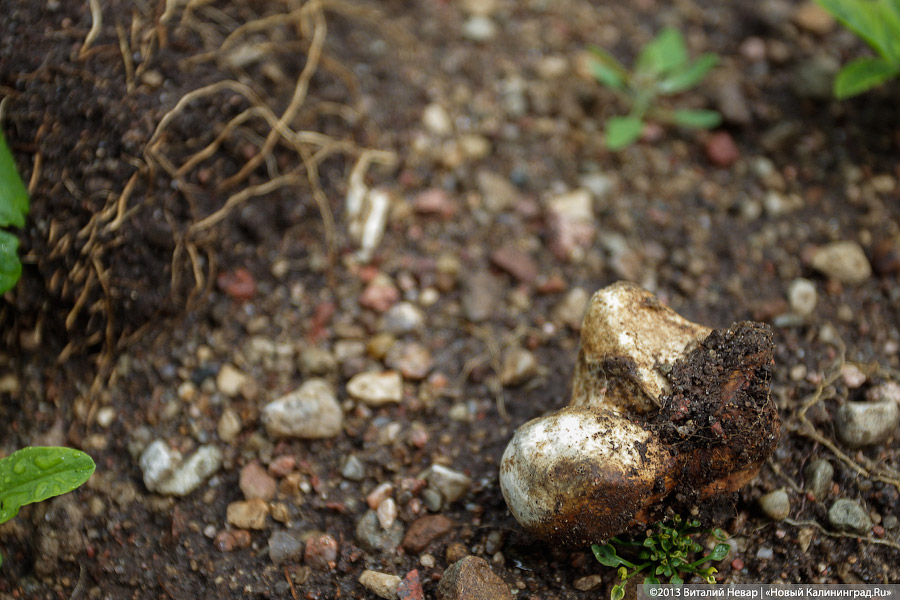 По следам Первой мировой: спасённое захоронение русских воинов в Деедене