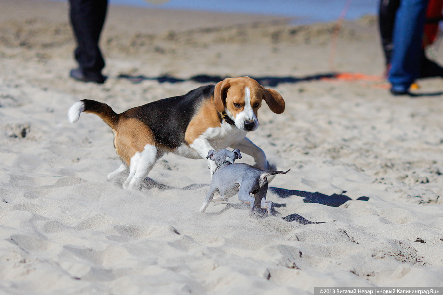 «Камбала и другие»: гастрономический фестиваль в Светлогорске