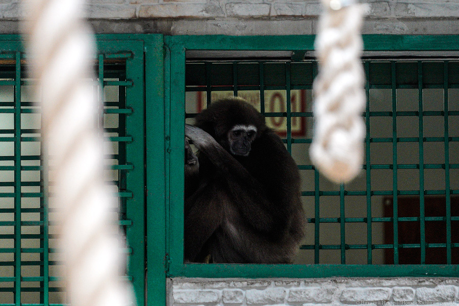 Принц Датский: как орангутан Антон обустроился в Калининградском зоопарке (фото)