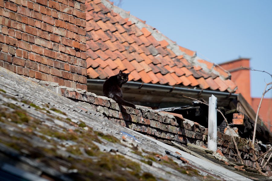 Фото — Алексей Милованов, «Новый Калининград.Ru».