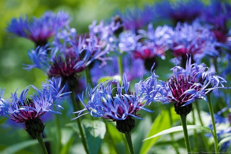 Букетный период: цветение калининградского Ботанического сада (фото)