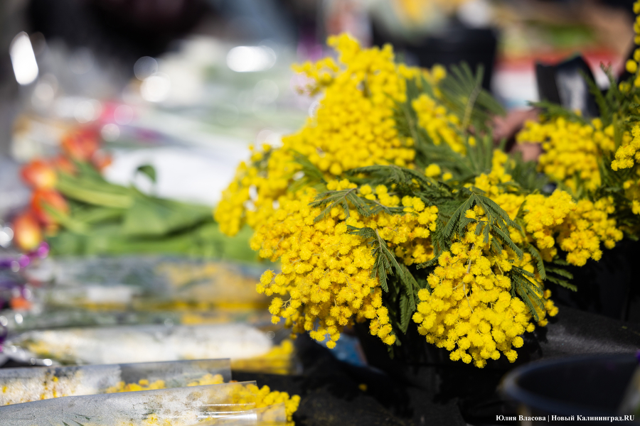 Мимозно-тюльпанный ажиотаж: Калининград накрыла традиционная цветочная лихорадка (фото)