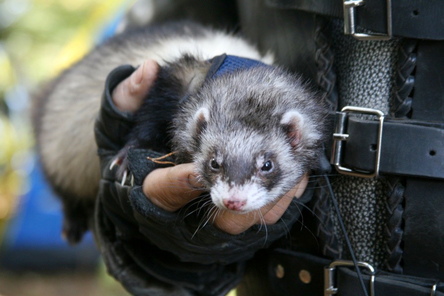 "Сезон закрыт! Да здравствует сезон!": фоторепортаж "Афиши Нового Калининграда.Ru"