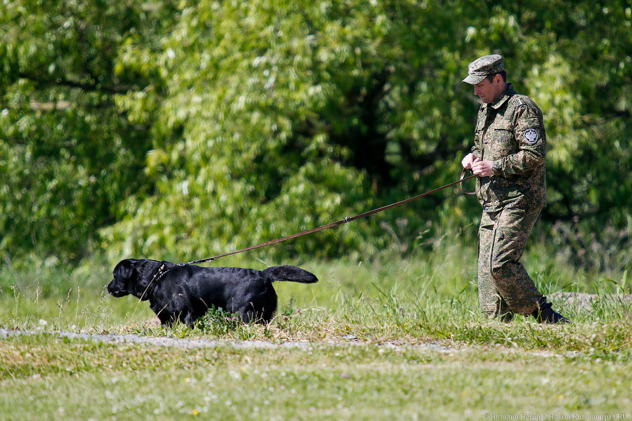 Пёс Барбос и наркокросс: под Калининградом прошли соревнования кинологов