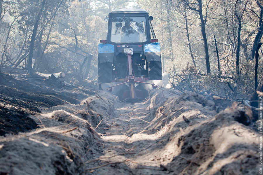 Когда рассеялся дым: после локализации лесного пожара на Куршской косе (фото)