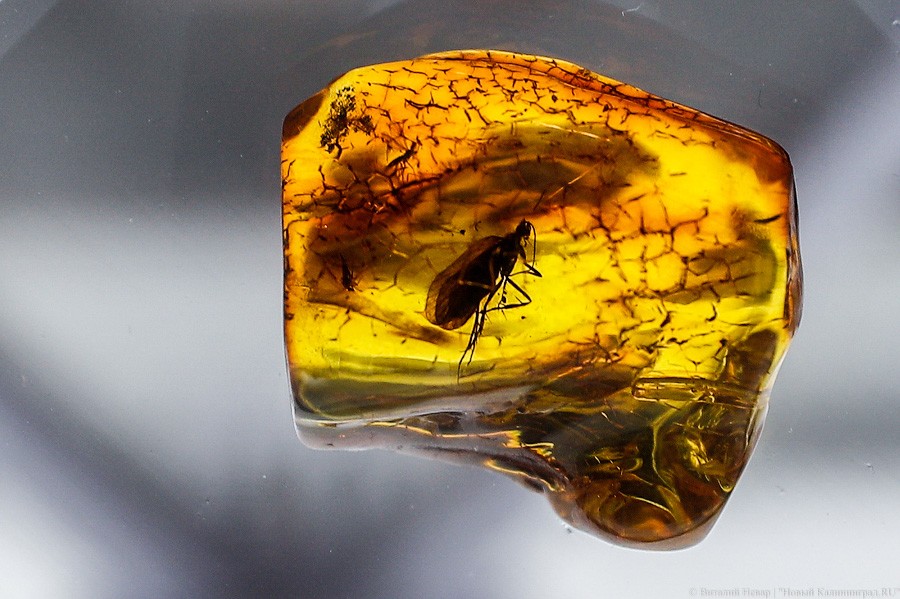 Янтарная козявка: чем закончились первые в Калининграде торги по инклюзам (фото)