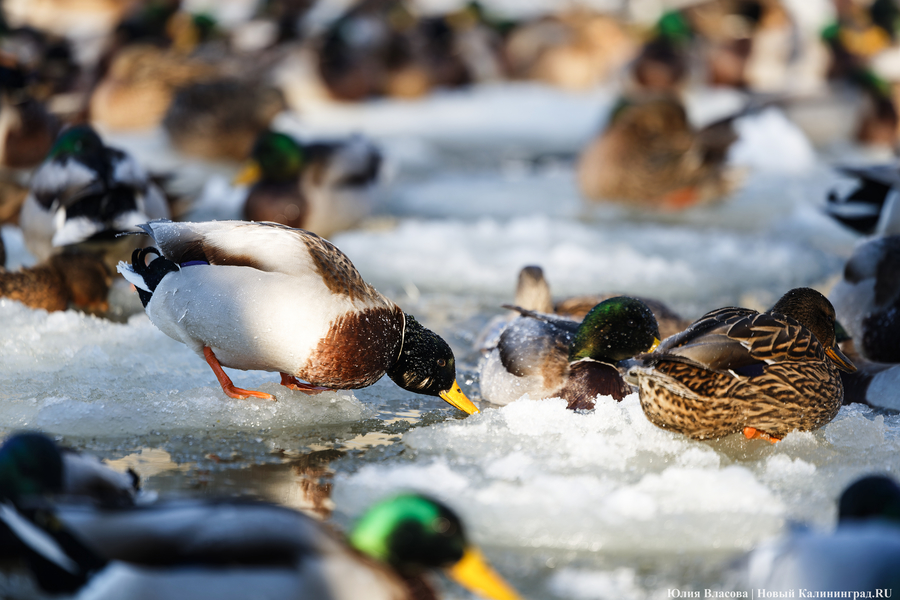 Ледяной плен: в парке Зеленоградска спасают замерзающих уток (фото)