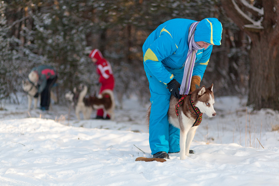 «Сказки о хаски»: фоторепортаж с тренировки ездовых собак и интервью с владельцами