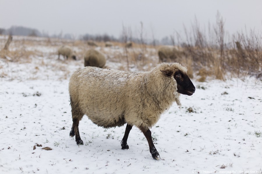 Фермер Сергей Семенов: «Тринадцать минут — и с барана китель снят»