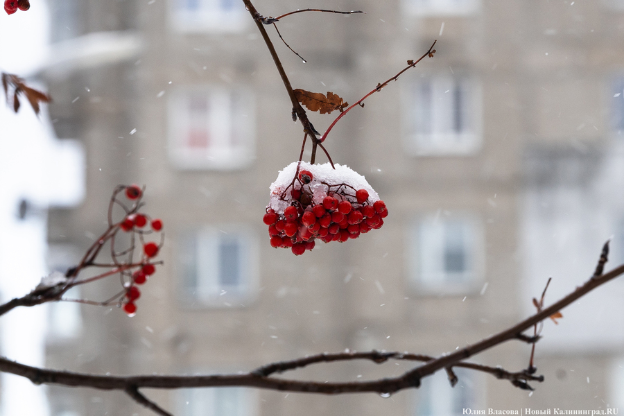 Погода в Калининграде 6 декабря