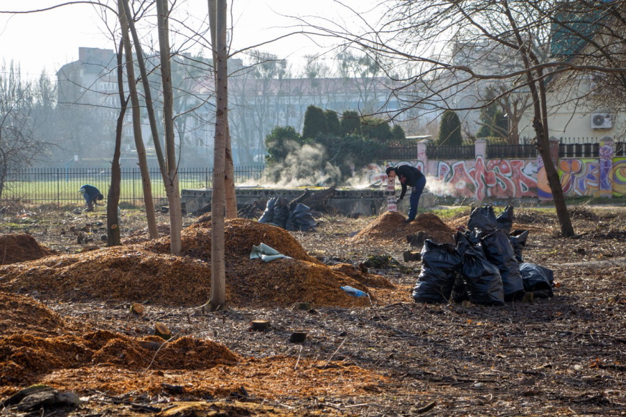 На владельца земли в районе Невского подают в суд из-за вырубки 605 деревьев (фото)