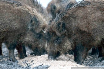 Вслед за Литвой африканская чума свиней обнаружена в Польше
