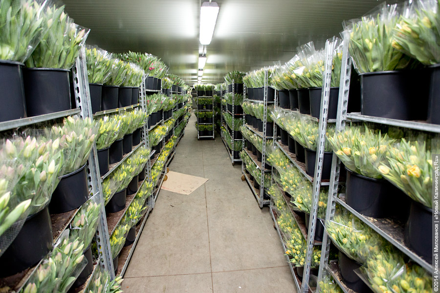 Букет к празднику: в Калинково вырастили 6 миллионов тюльпанов