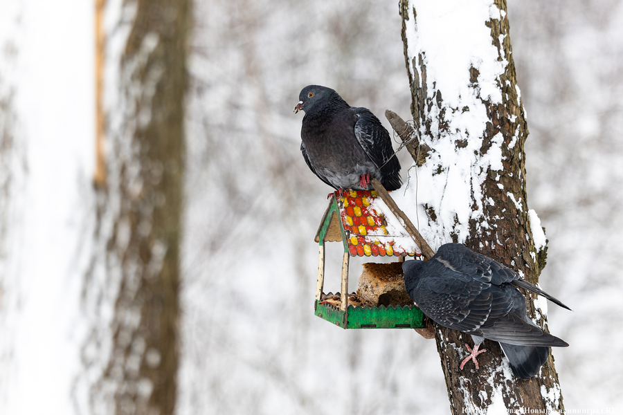 После двадцати лет ожидания: как Калининград встретил Новый год со снегом (фото)
