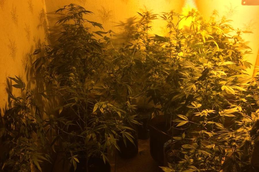 Калининградец вырастил в квартире плантацию конопли по инструкции (видео)