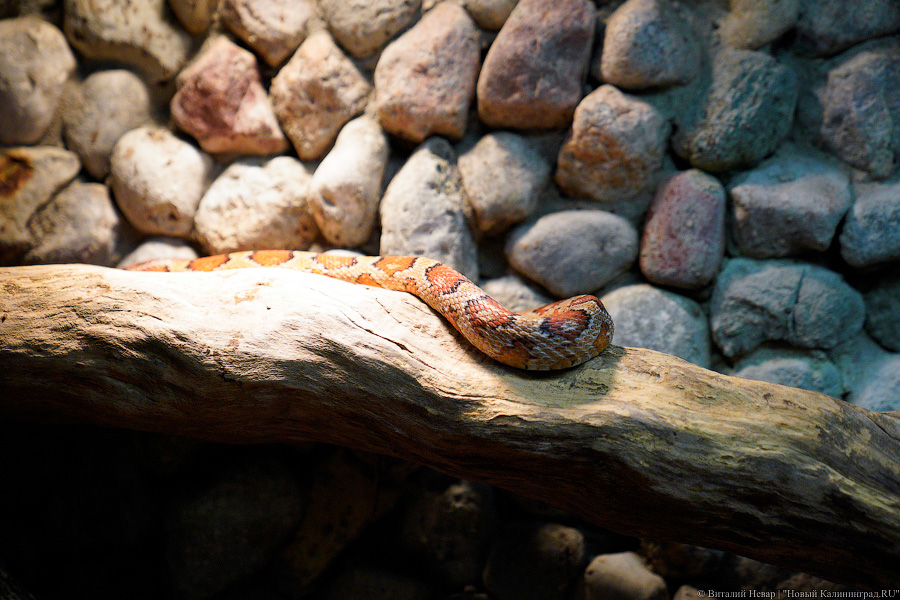 Жаба, гадюка и другие: в зоопарке открылся террариум после ремонта (фото)